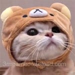 Avatar of Shoaib Rafiq